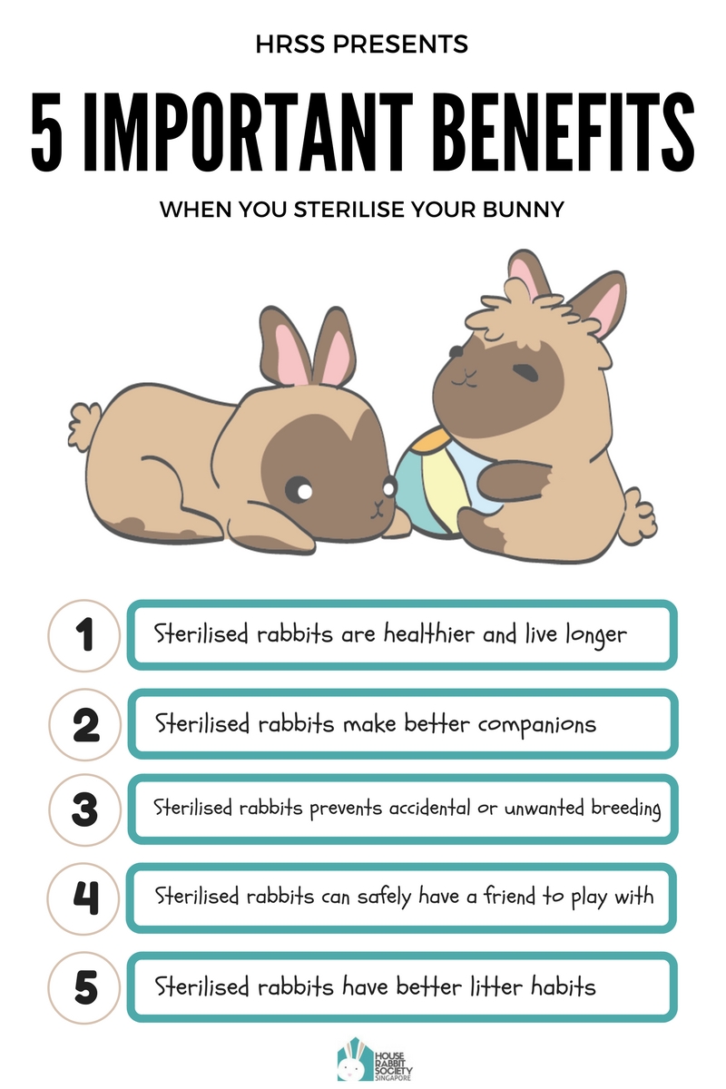 bunny care guide